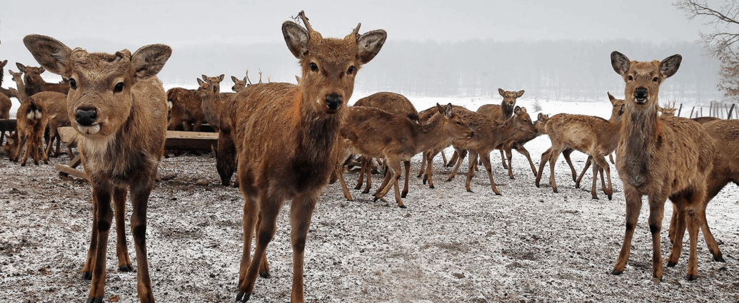 Оленяча ферма в Карпатах: екотуризм і спілкування з природою