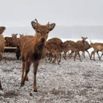 Оленяча ферма в Карпатах: екотуризм і спілкування з природою