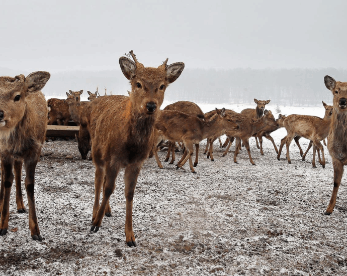 Оленяча ферма в Карпатах: екотуризм і спілкування з природою