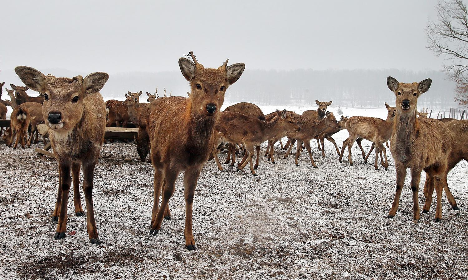 Оленяча ферма в Карпатах: екотуризм і спілкування з природою