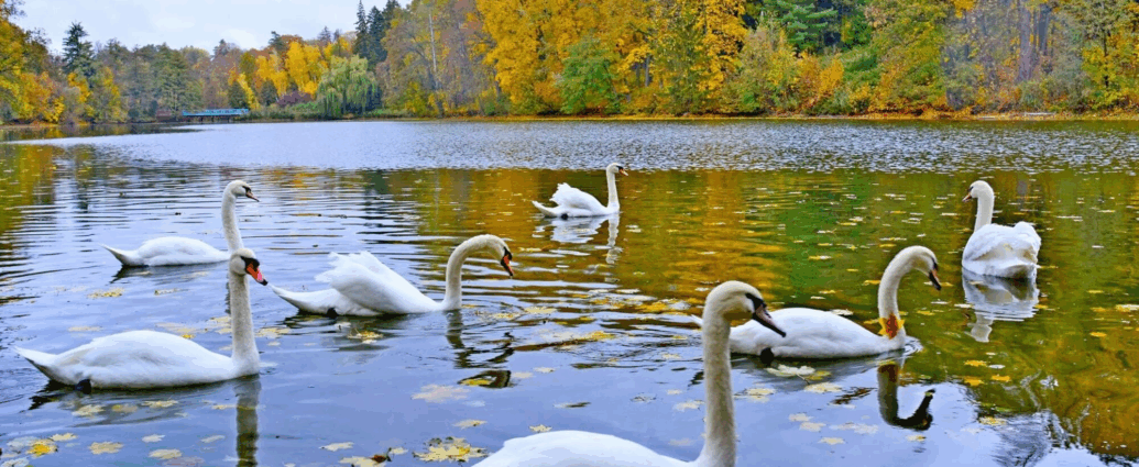 Мандрівка в Тростянецький дендропарк і назад: маршрут вихідного дня