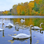 Мандрівка в Тростянецький дендропарк і назад: маршрут вихідного дня