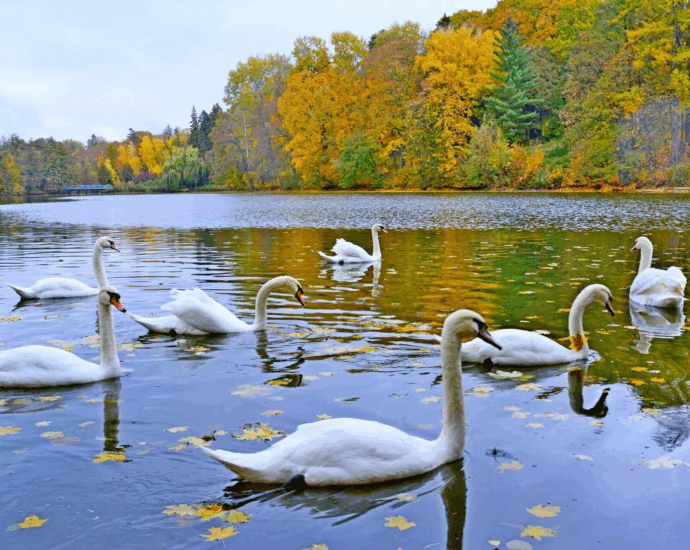 Мандрівка в Тростянецький дендропарк і назад: маршрут вихідного дня